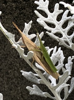 20191041.jpg